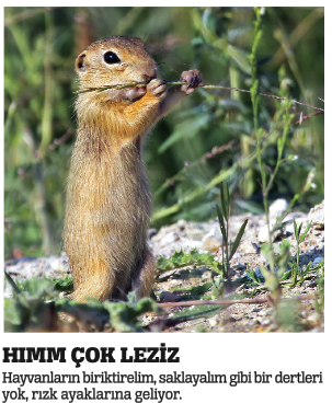 Hem fotoğraf çekiyoruz hem çile